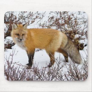 Rotfuchs im Schnee im Winter Mousepad
