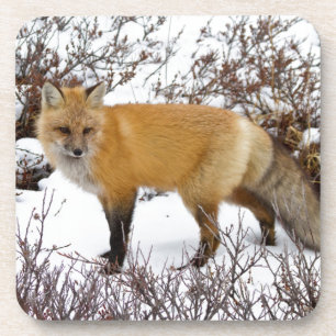 Rotfuchs im Schnee im Winter Untersetzer