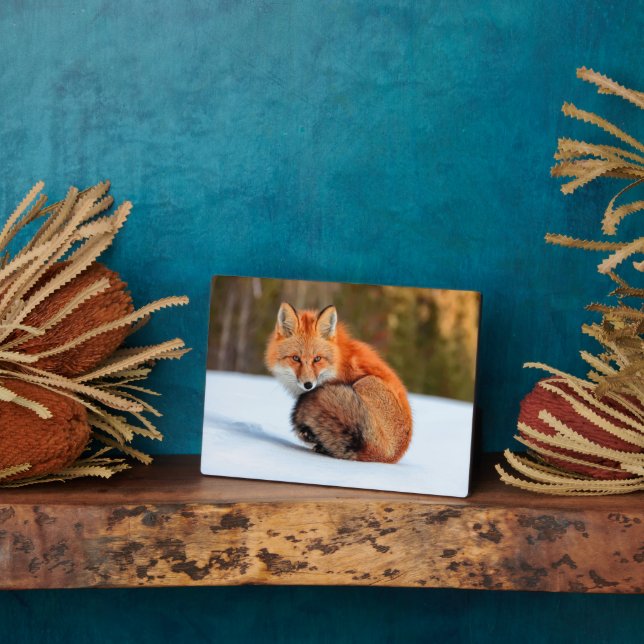 Rotfuchs im Schnee | Yukon Fotoplatte (Seite)