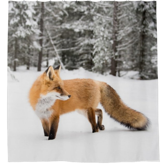 Rotfuchs im weißen Schnee Duschvorhang (Vorderseite)