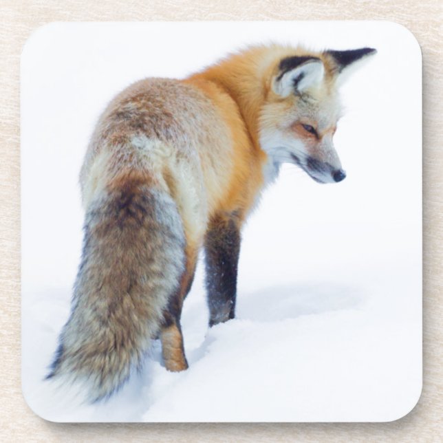 Rotfuchs im Winter Untersetzer (Vorderseite)
