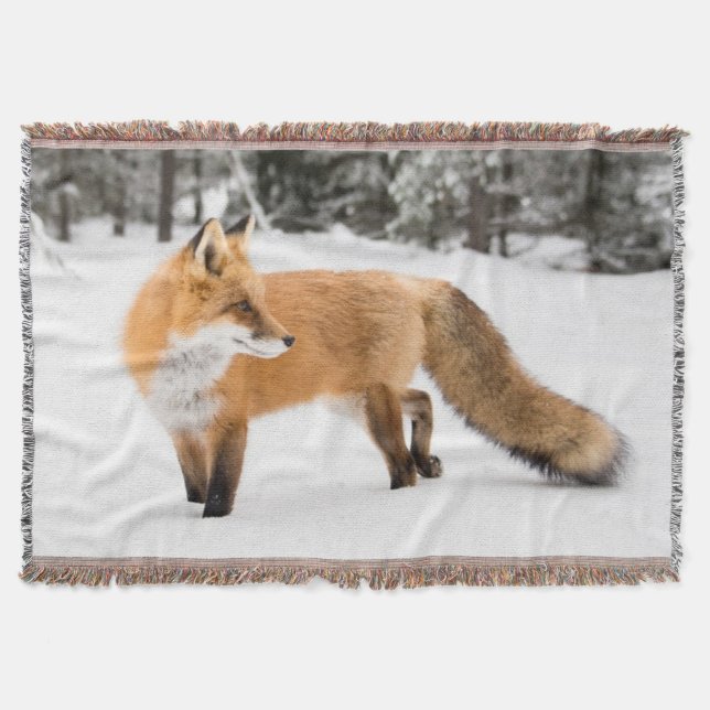 Rotfuchs in weißem Schnee Decke (Vorderseite)