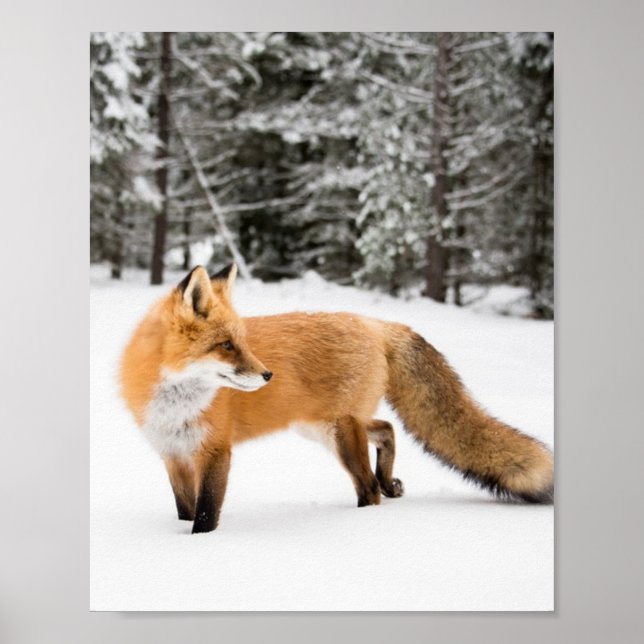 Rotfuchs in weißem Schnee Poster (Vorne)