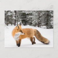 Rotfuchs in weißem Schnee