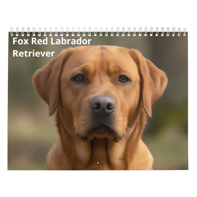 Rotfuchs Labrador Retriever 2027 Wandkalender (Titelbild)