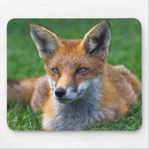 Rotfuchs-Mauspad Mousepad