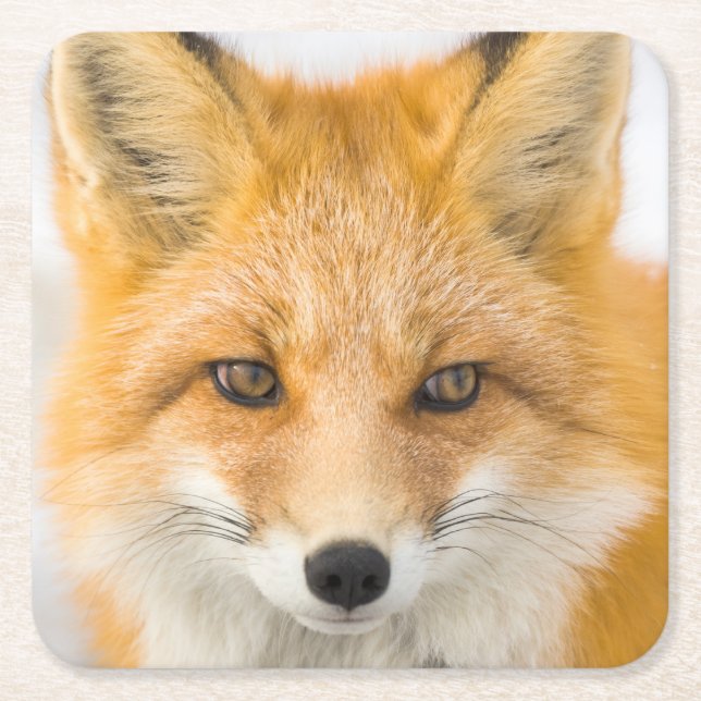 Rotfuchs-Porträt Rechteckiger Pappuntersetzer (Vorderseite)
