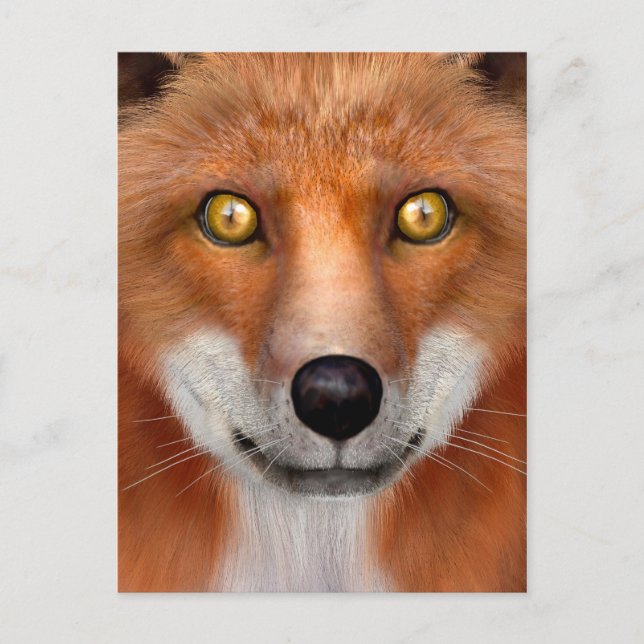 Rotfuchs Postkarte (Vorderseite)
