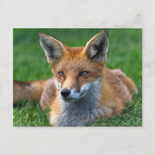 Rotfuchs-Postkarte Postkarte