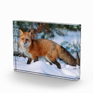 Rotfuchs Schnee im Winter, Montana Fotoblock