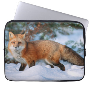 Rotfuchs   Schnee im Winter, Montana Laptopschutzhülle