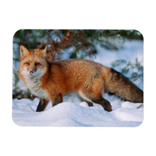 Rotfuchs Schnee im Winter, Montana Magnet