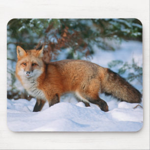 Rotfuchs   Schnee im Winter, Montana Mousepad