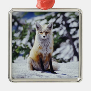Rotfuchs sitzt auf Schneebank, Vulpes, Berg Ornament Aus Metall