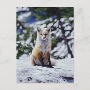 Rotfuchs sitzt auf Schneebank, Vulpes, Mt. Postkarte