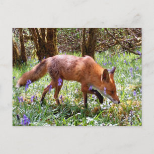 Rotfuchs unter Blauglocken Waldfrühlingsferien Feiertagspostkarte