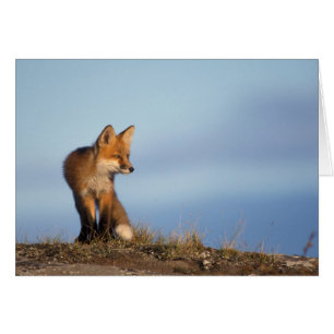 Rotfuchs, Vulpes vulpes