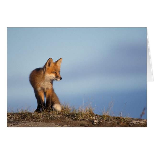 Rotfuchs, Vulpes vulpes (Vorderseite (Horizontal))