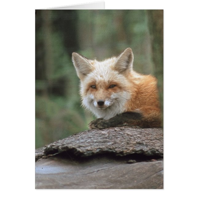 Rotfuchs (Vulpes vulpes) (Vorne)