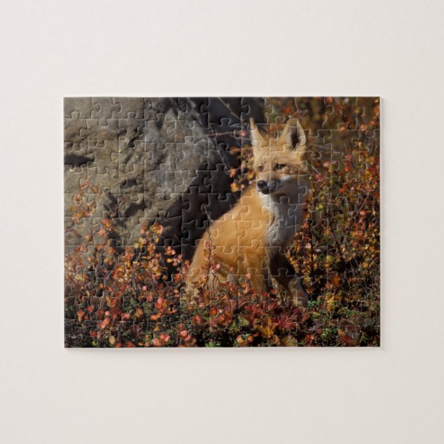 Rotfuchs, Vulpes vulpes (Horizontal)