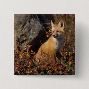 Rotfuchs, Vulpes vulpes Button