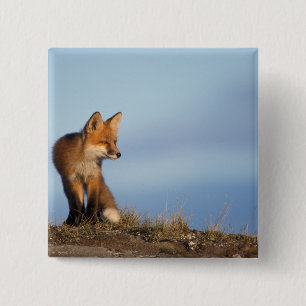 Rotfuchs, Vulpes vulpes Button