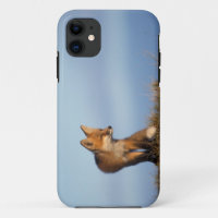 Rotfuchs, Vulpes vulpes