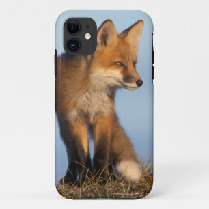 Rotfuchs, Vulpes vulpes title_seo2