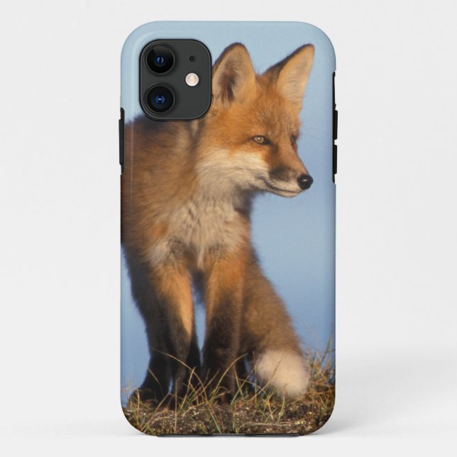 Rotfuchs, Vulpes vulpes Case-Mate iPhone Hülle (Rückseite)