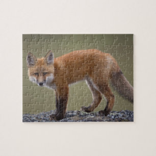 Rotfuchs, Vulpes vulpes, entlang der zentralen Nor