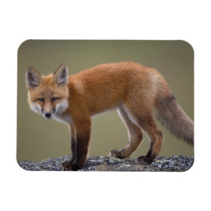 Rotfuchs, Vulpes vulpes, entlang der zentralen Nor Magnet