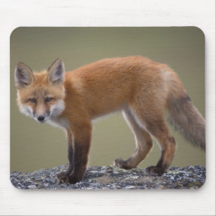 Rotfuchs, Vulpes vulpes, entlang der zentralen Nor Mousepad