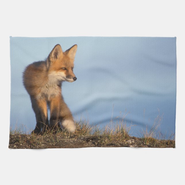 Rotfuchs, Vulpes vulpes Geschirrtuch (Horizontal)