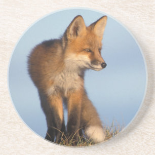 Rotfuchs, Vulpes vulpes Getränkeuntersetzer