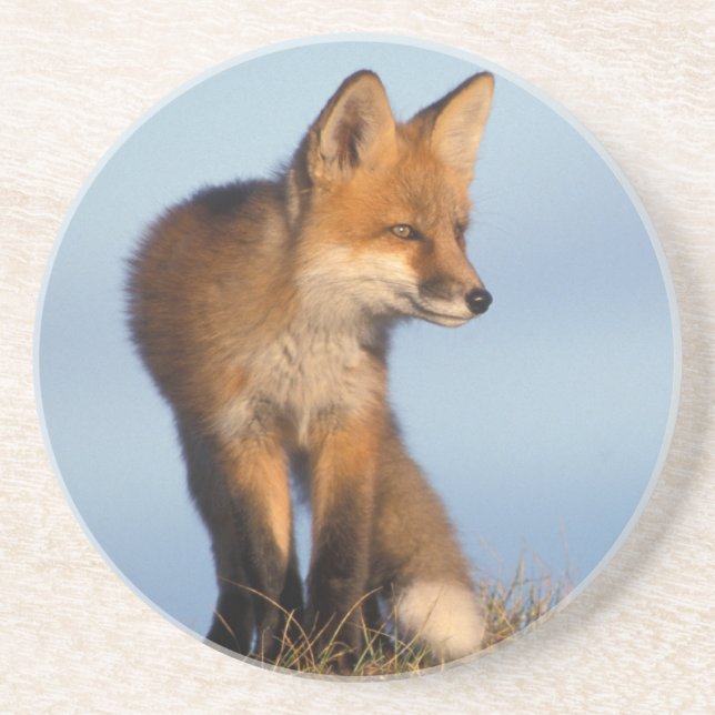 Rotfuchs, Vulpes vulpes Getränkeuntersetzer (Vorne)