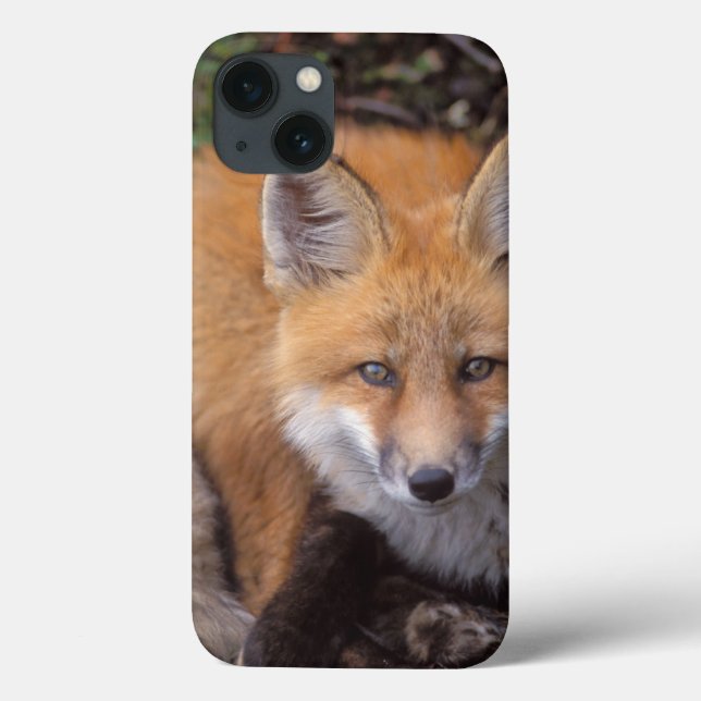 Rotfuchs, Vulpes vulpes, in Herbstfarben Case-Mate iPhone Hülle (Rückseite)