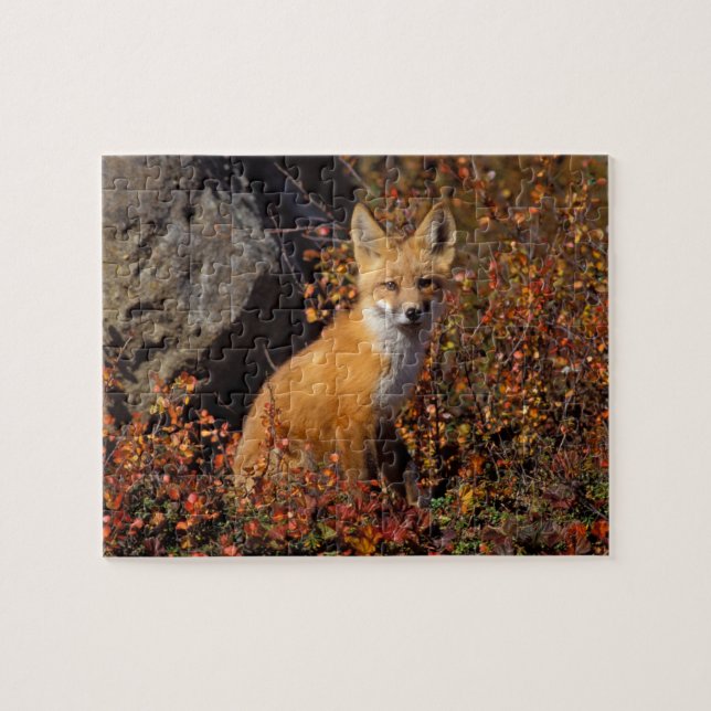 Rotfuchs, Vulpes vulpes, in Herbstfarben entlang d (Horizontal)