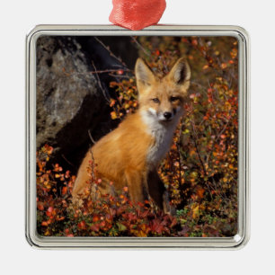 Rotfuchs, Vulpes vulpes, in Herbstfarben entlang d Ornament Aus Metall