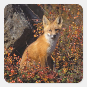 Rotfuchs, Vulpes vulpes, in Herbstfarben entlang d Quadratischer Aufkleber