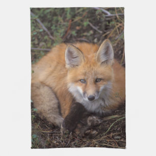 Rotfuchs, Vulpes vulpes, in Herbstfarben Küchentuch