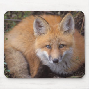 Rotfuchs, Vulpes vulpes, in Herbstfarben Mousepad