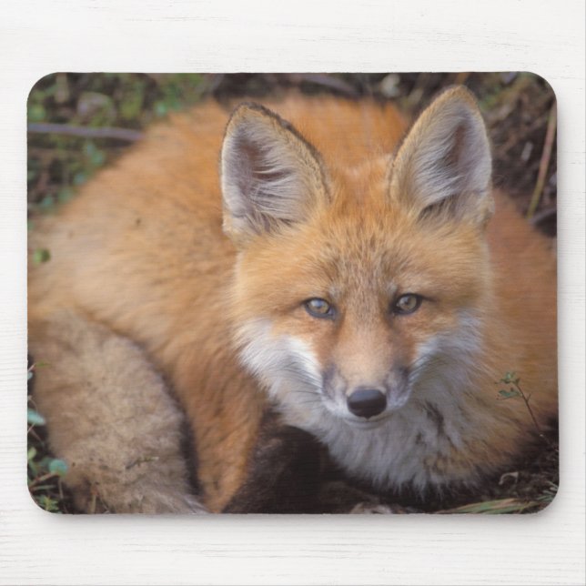 Rotfuchs, Vulpes vulpes, in Herbstfarben Mousepad (Vorne)