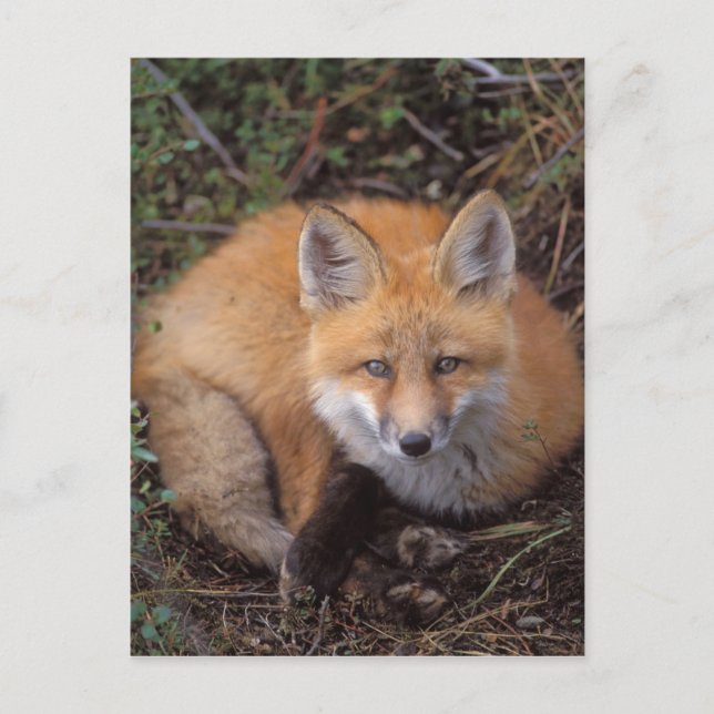 Rotfuchs, Vulpes vulpes, in Herbstfarben Postkarte (Vorderseite)