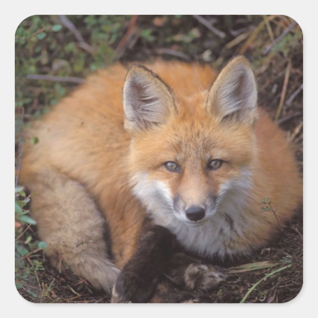 Rotfuchs, Vulpes vulpes, in Herbstfarben Quadratischer Aufkleber (Vorderseite)