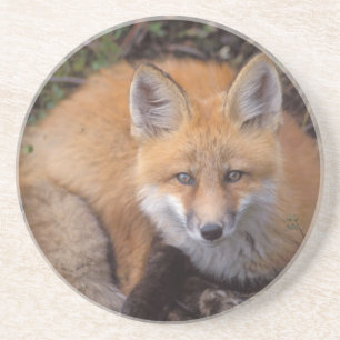 Rotfuchs, Vulpes vulpes, in Herbstfarben Sandstein Untersetzer