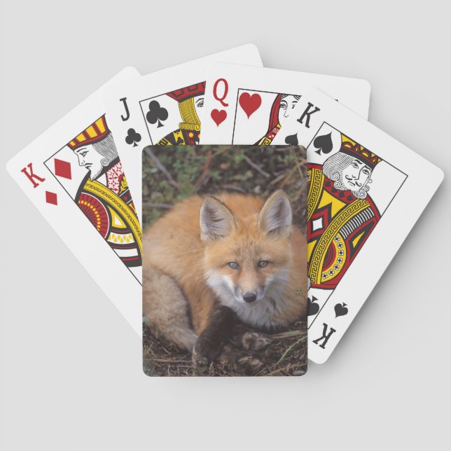 Rotfuchs, Vulpes vulpes, in Herbstfarben Spielkarten (Rückseite)