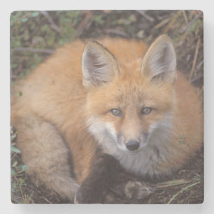 Rotfuchs, Vulpes vulpes, in Herbstfarben Steinuntersetzer