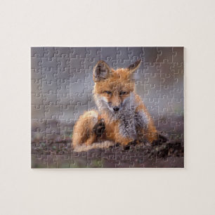 Rotfuchs, Vulpes vulpes, Jungtier kratzt sich,
