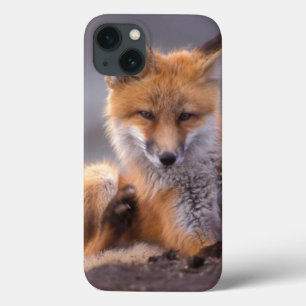 Rotfuchs, Vulpes vulpes, Jungtier kratzt sich, title_seo2