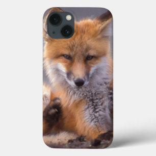 Rotfuchs, Vulpes vulpes, Jungtier kratzt sich, title_seo2
